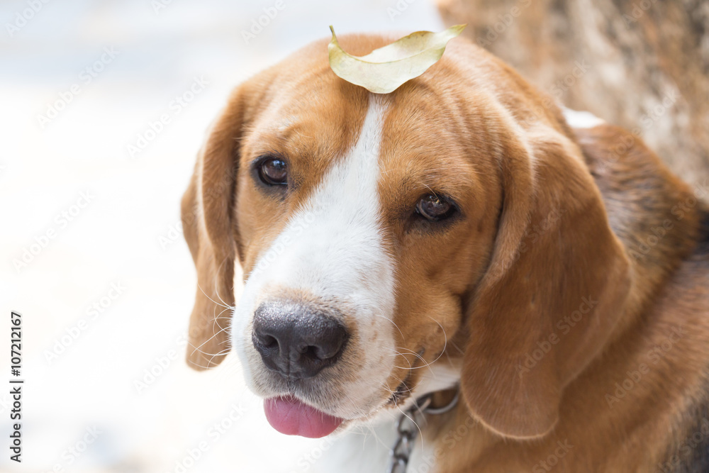 Beagle dog boy looking up and leaf on head