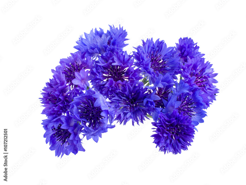 bouquet of cornflowers bouquet of cornflowers