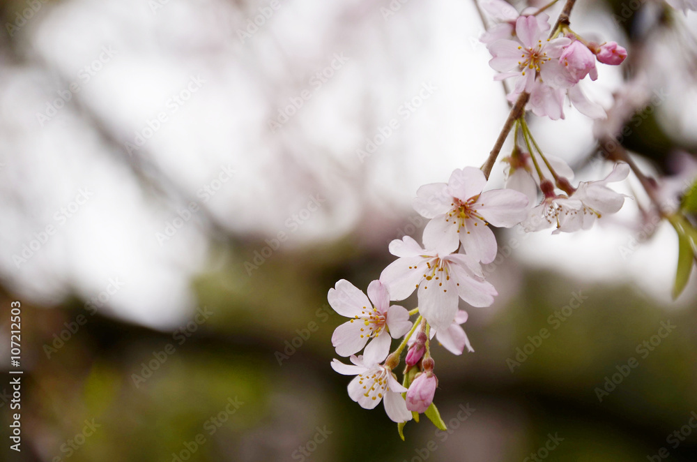 Obraz premium Cherry blossoms