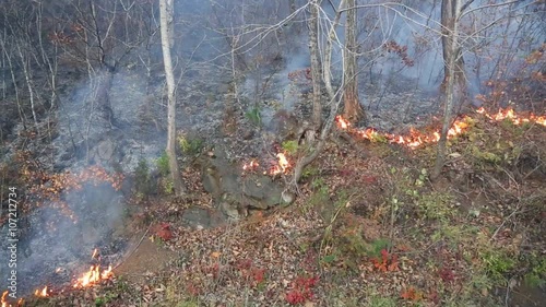 Raging fire in autumn oak forest