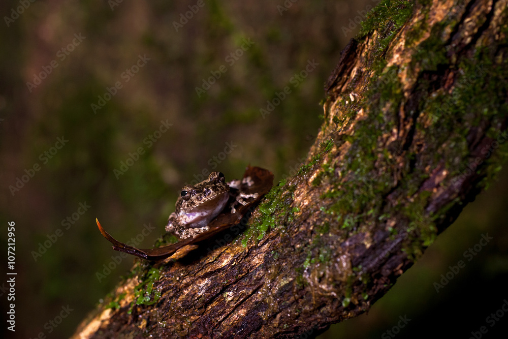 Naklejka premium Pseudophilautus - Shrub frog in natural habitat - Sinharaja rainforest, Sri Lanka