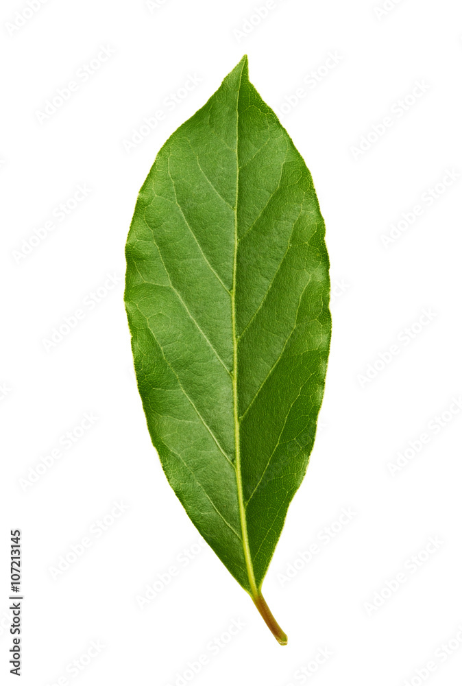 Fototapeta premium Fresh green bay leaf isolated on white background