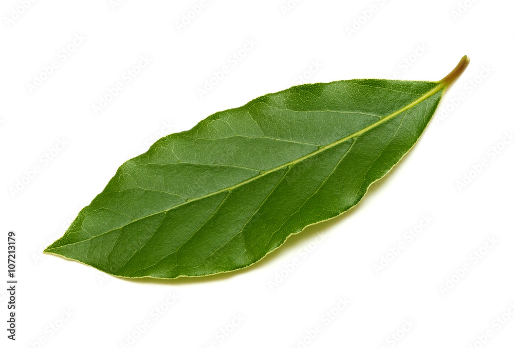 Fresh green bay leaf isolated on white background Fresh green bay leaf isolated on white background