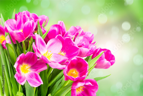 Bouquet of tulips on green background