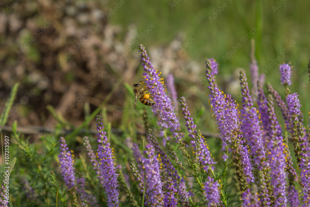 Obraz premium Bee and pollen in purple wild flowers