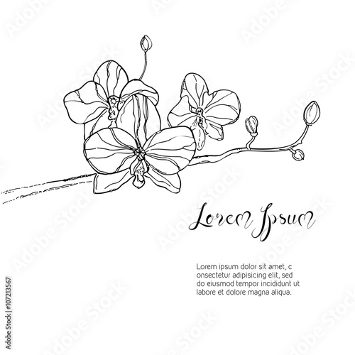 Fototapeta Naklejka Na Ścianę i Meble -  The branch of orchids flower on White Background. The hand drawn