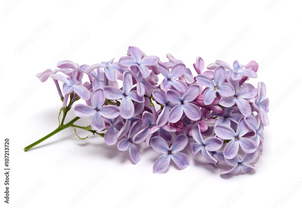 Obraz premium Lilac branch isolated on white background