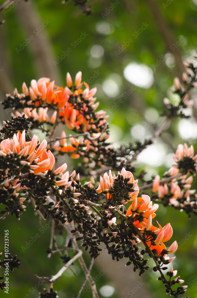 orange flower in nature