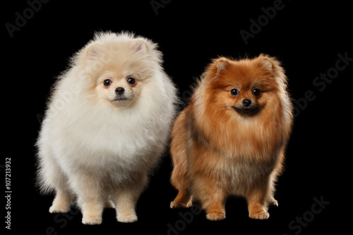 Two Fluffy Cute White and Red Pomeranian Spitz Dogs isolated © seregraff