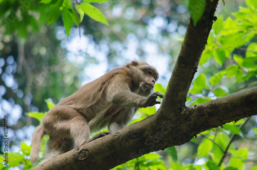 Assam macaque on the tree