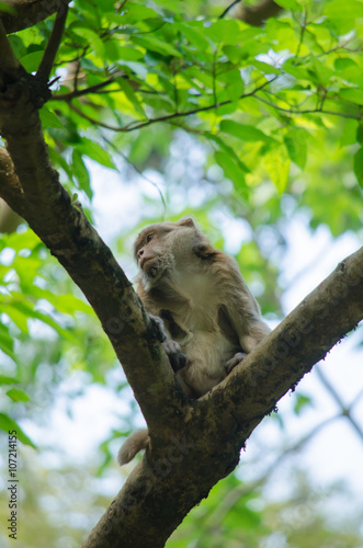 Assam macaque on the tree