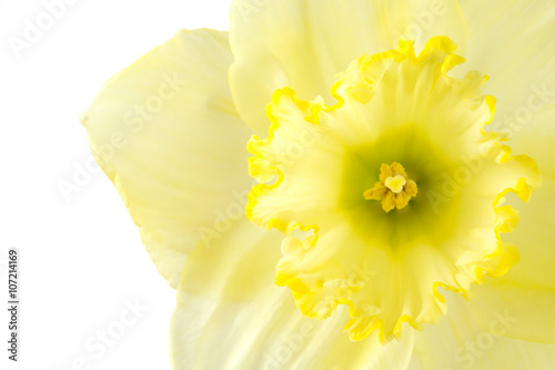 Close up pale yellow daffodil on a white background