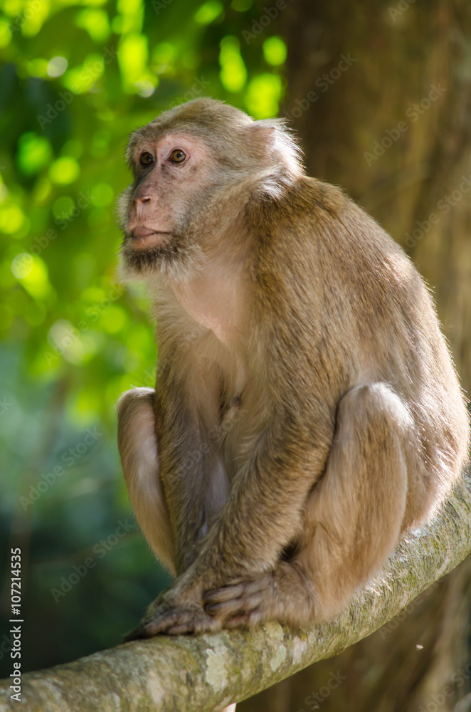 Assam macaque on the tree