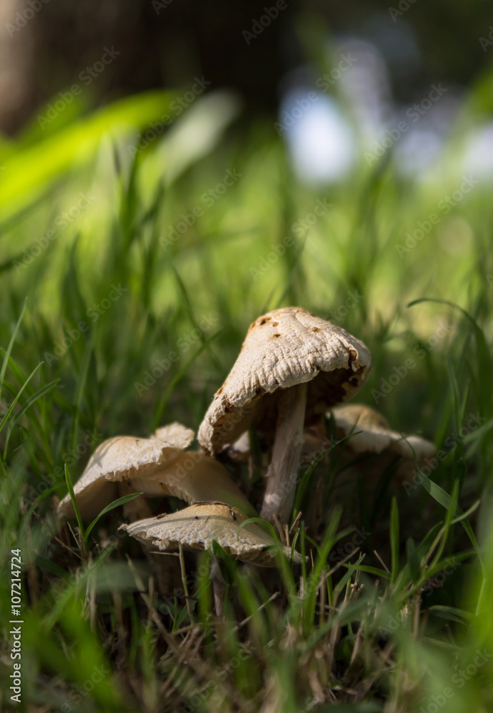 Little field mushrooms cluster on grass
