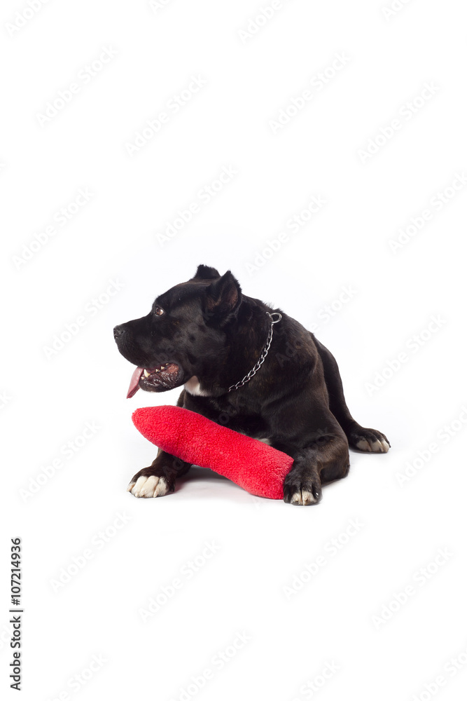 Fototapeta premium cane corso and pillow
