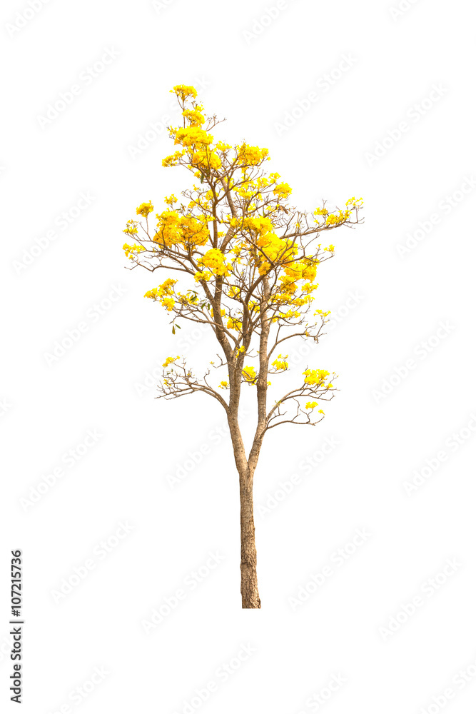 Yellow flowers tree on white