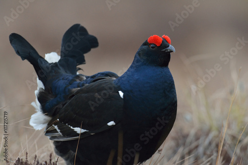 Stampa su tela black grouse portrait with lyre-shaped tail