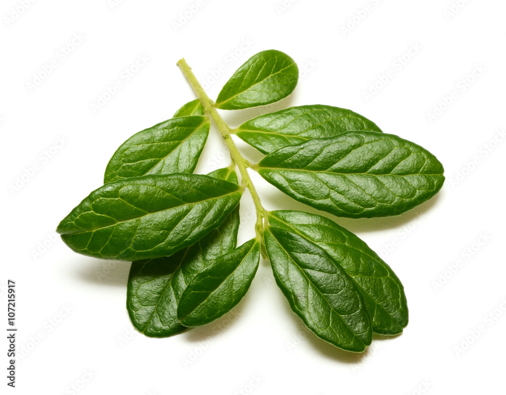 Cowberry branch isolated on white background Cowberry branch isolated on white background