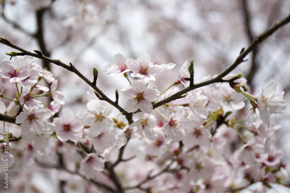 桜 桜