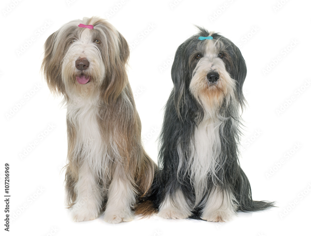 two bearded collie