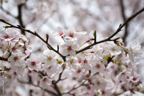 桜 © ka21