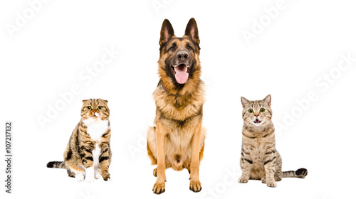 German Shepherd dog and two cats sitting together