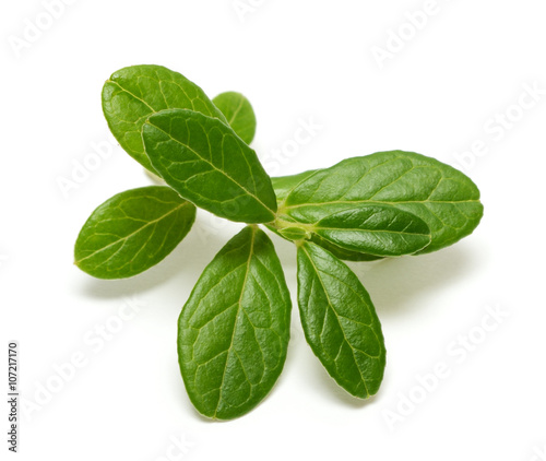 Cowberry branch isolated on white background