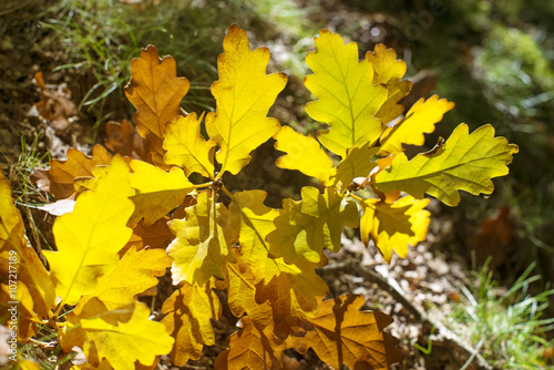 Autumn yellow oak leaves leaves background at sunny day  selective focus.  