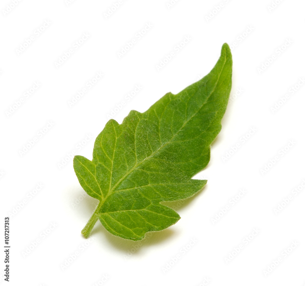 Leaf of cucumber isolated on white background Leaf of cucumber isolated on white background