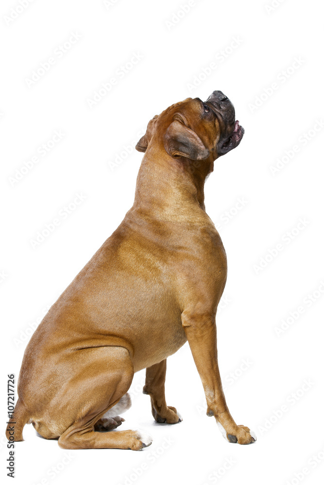 Obraz premium boxer looking away