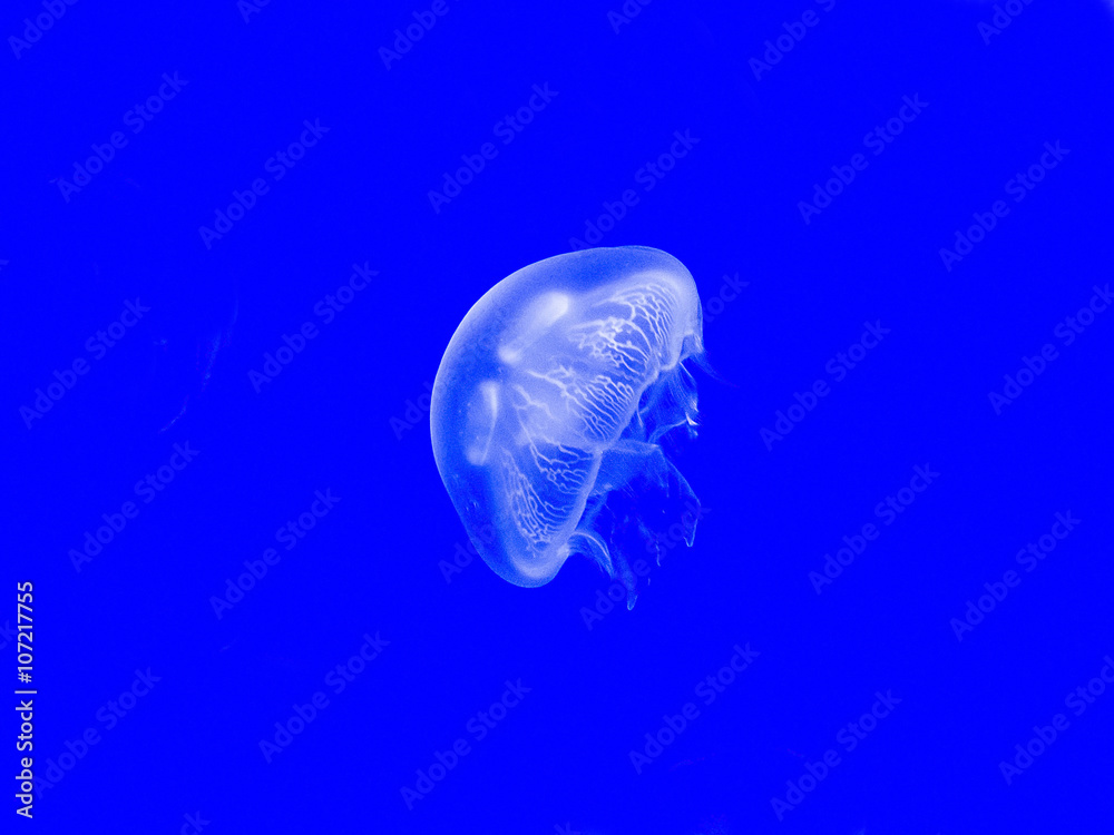 La medusa solitaria La medusa solitaria