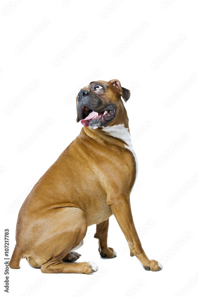 Obraz premium healthy boxer