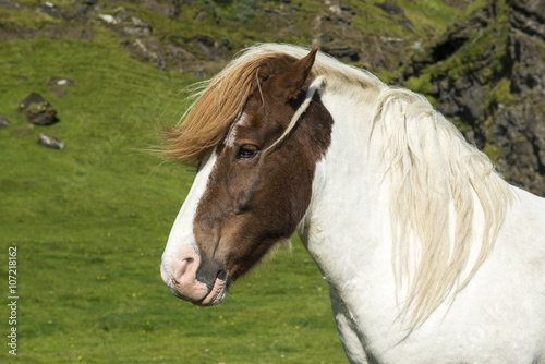 Icelandic horse on natural background