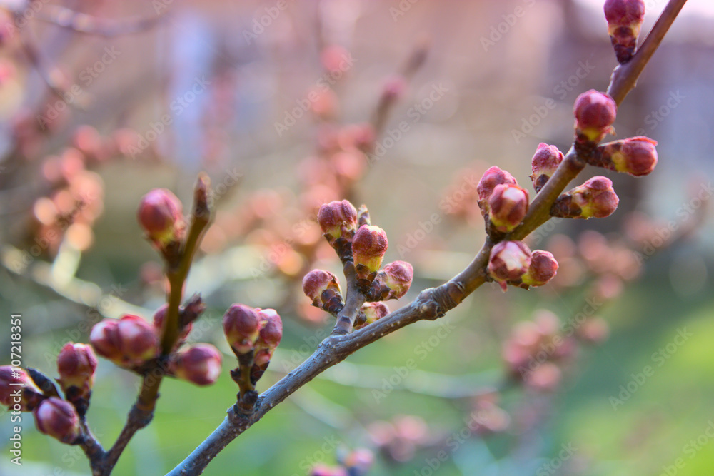 apricot flower bud on a tree branch apricot flower bud on a tree branch