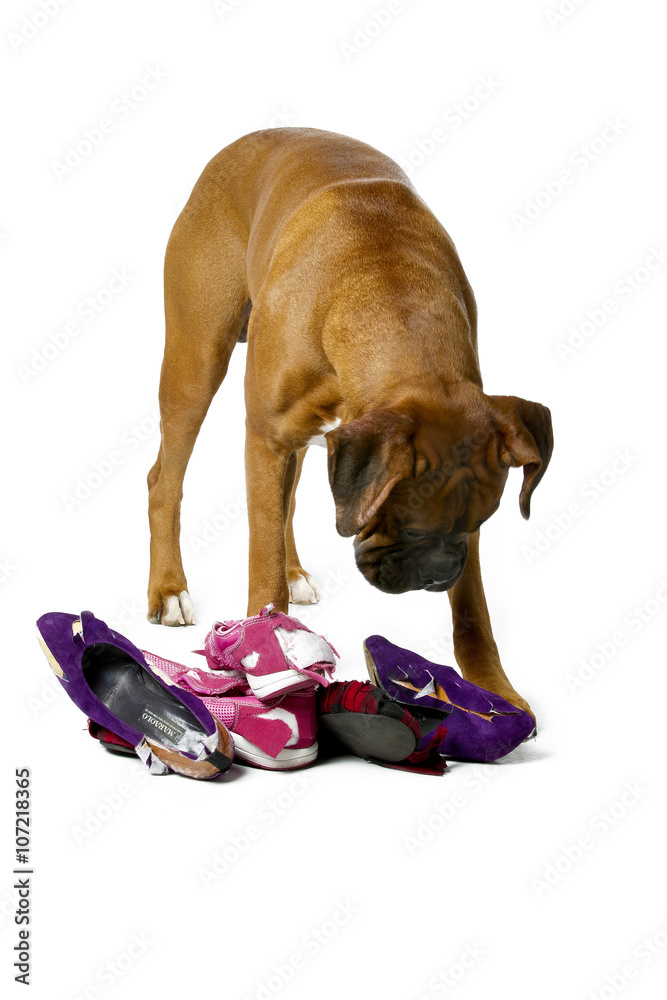 boxer and torn shoes Stock Photo | Adobe Stock