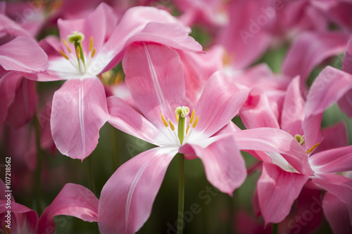 Pink tulips finishing it s blossom