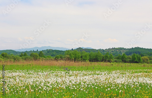 Valley of Narcissi in Khust  Ukraine