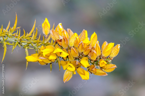 Ulex europaeus. Rama de Tojo con flores. photo