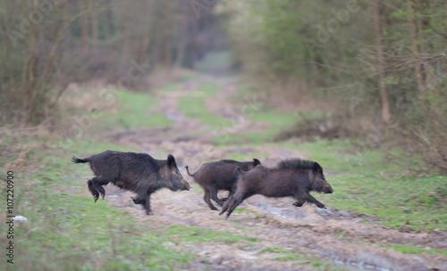 Wild boars running