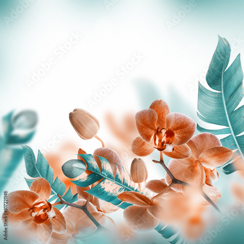 Fototapeta Naklejka Na Ścianę i Meble -  Floral background of tropical orchids