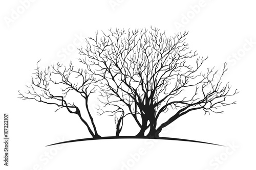 spreading tree silhuette