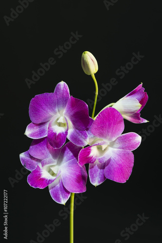 Fototapeta Naklejka Na Ścianę i Meble -  Beautiful purple orchid flowers