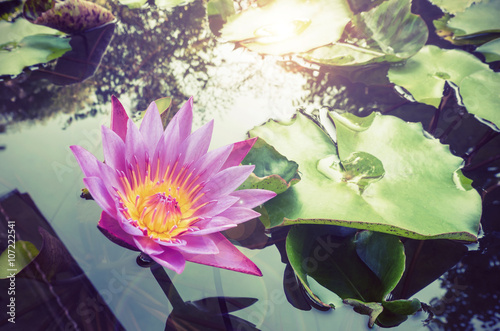 Lotus flower in pond retro tone