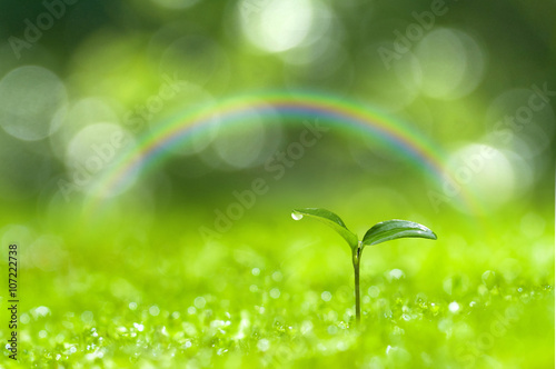 森の中の芽生え