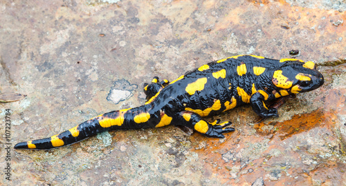 Salamandra Común sobre roca húmeda.