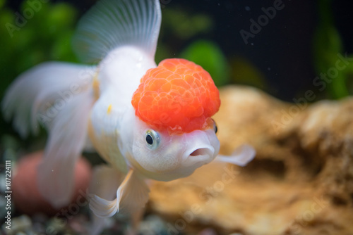 Red Cap Oranda Goldfish - Encased with a prominent head growth, they can appear just like a lion. photo