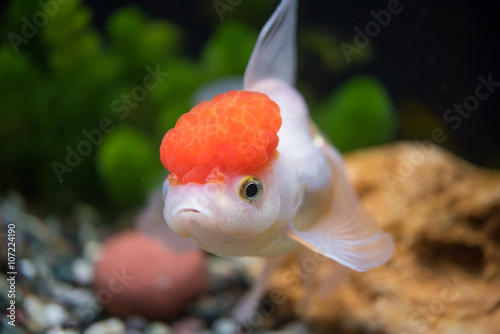 Red Cap Oranda Goldfish - Encased with a prominent head growth, they can appear just like a lion.