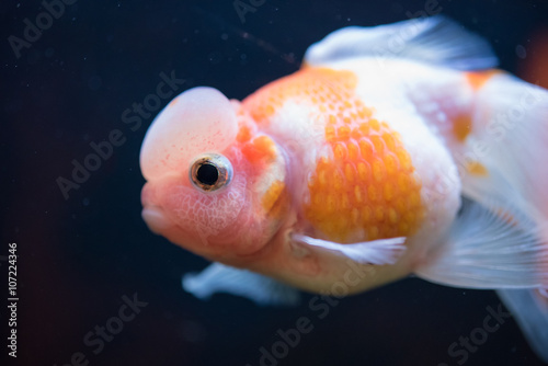 Red and White Crown Pearlscale Goldfish - with lime collecting on the surface of their scales, they are dressed to impress with shiny, twinkling pearls.