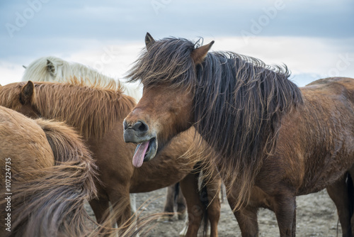 Fototapeta Naklejka Na Ścianę i Meble -  Icelandic brown horse showing the tongue, Iceland