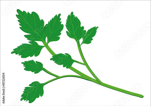 parsley